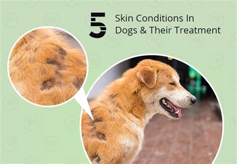 5 Common Dog Skin Problems | How to Treat Them