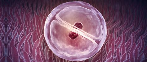 Implantation after IVF embryo transfer