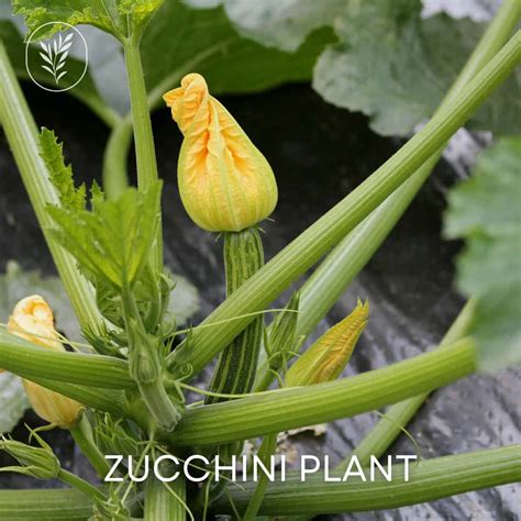 Zucchini plant 🌱🥒 Unleash the potential of growing fresh, delicious zucchinis in your garden!