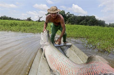 Arapaima Size Comparison Retailers | arizonawaterworks.com