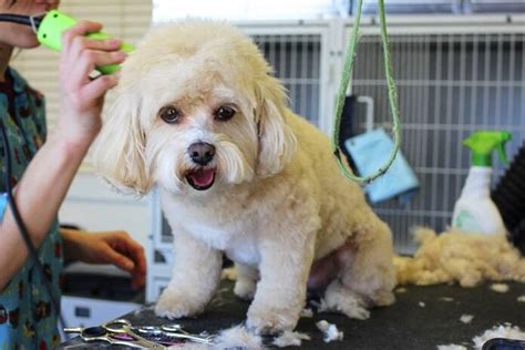 PetSmart Grooming Prices 101: Services, Costs, and More | Pet BLoG