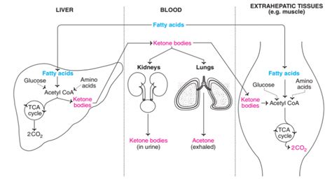 Summary-of-ketone-body-synthesis-utilization-and-excretion-1 | Online Biochemistry Notes