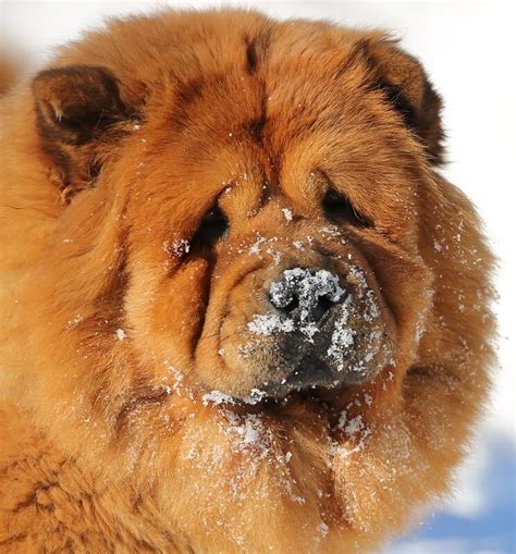 180+ Most Popular Chow Chow Names Of 2020 - The Dogman