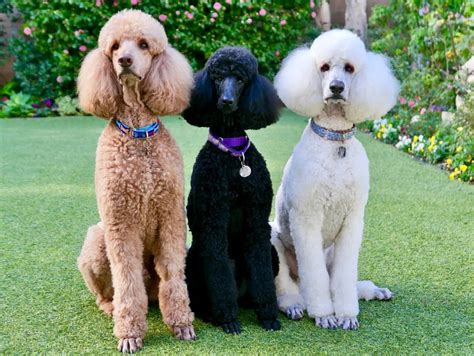 Standard Poodle Breed Guide: & Standard Poodle Insurance | Healthy Paws Pet Insurance