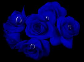 Blue Roses,Animated - Roses Fan Art (9789195) - Fanpop