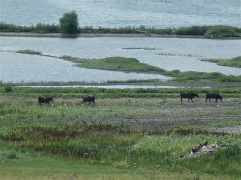 Kansas' 150th - 150 things to do in Kansas: 110. Kirwin National Wildlife Refuge