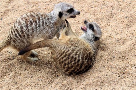 Fighting Meerkats Or Suricates Stock Photo - Image of southern, desert ...