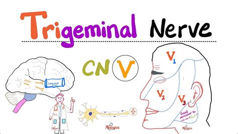 Trigeminal Nerve...5th Cranial Nerve (CN V) — Ophthalmic (V1 ...