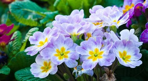 Primula Mix Giant Select Flower Seeds 1774 - Etsy