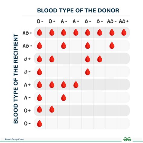 Blood Group Compatibility Chart: A-, A+, B-, B+, AB-, AB+, O- and O+