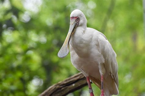 African Spoonbill | The Maryland Zoo