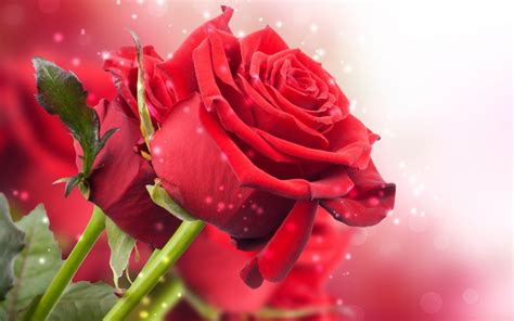 🔥 Download Red Rose Live Wallpaper Donload by @aford18 | Rose HD ...