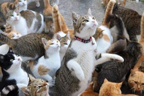 When Cat Island In Japan Ran Out Of Food, The Internet Did Something Amazing To Provide For The ...