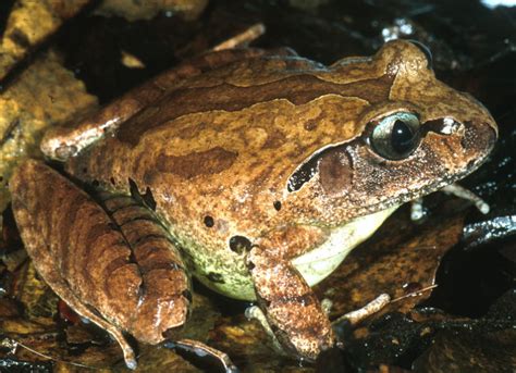 Frogs in wetlands | NSW Environment & Heritage