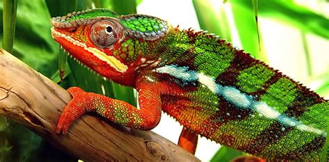 How do chameleons and other creatures change colour?