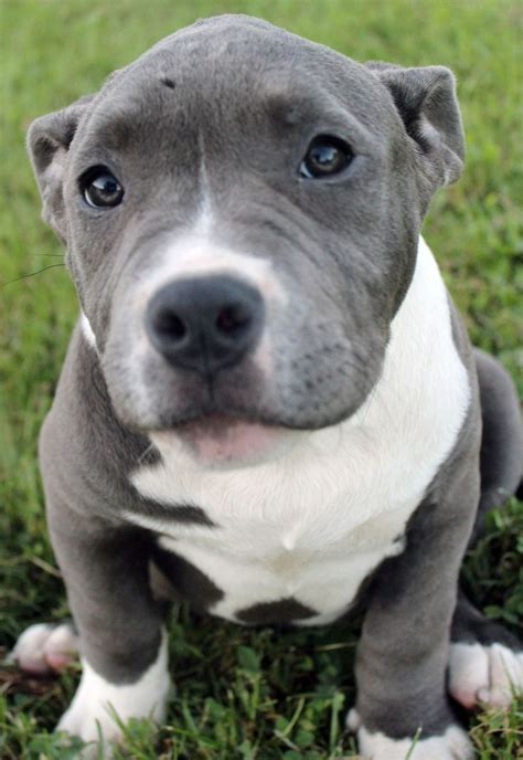 Here is a photo of an amazing female blue pitbull puppy that we have for sale. To see our ...