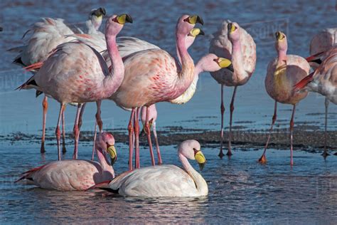 James's flamingo (Phoenicoparrus jamesi) flock on the shore of Laguna Colorada / Reserva Eduardo ...