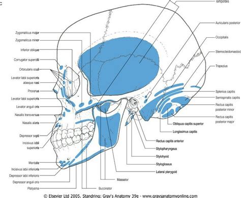 Muscle attachment of skull (Lateral View - Norma lateralis) | Gross anatomy, Anatomy, Head and neck