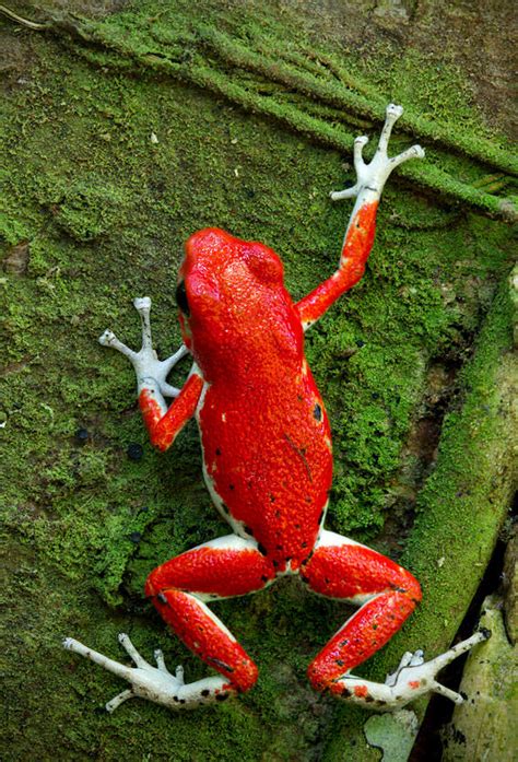 BANCO DE IMÁGENES GRATIS: 12 fotografías macro de ranas en su hábitat natural (frogs)