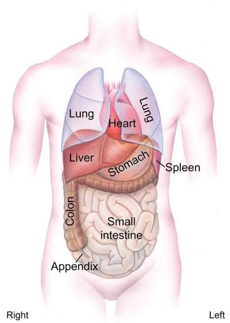 What Organs Are On The Left Side Of A Dogs Body