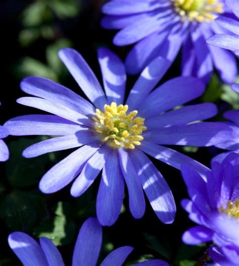 Anemone blanda Blue Shades | John Scheepers Beauty from Bulbs