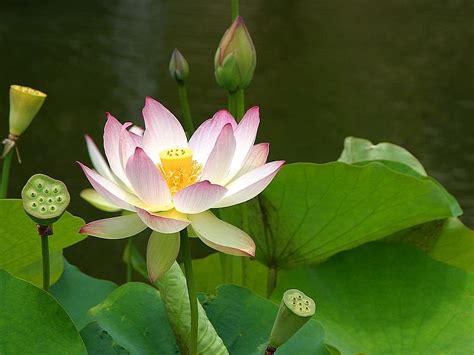 File:Lotus flowers (1).jpg - Wikimedia Commons