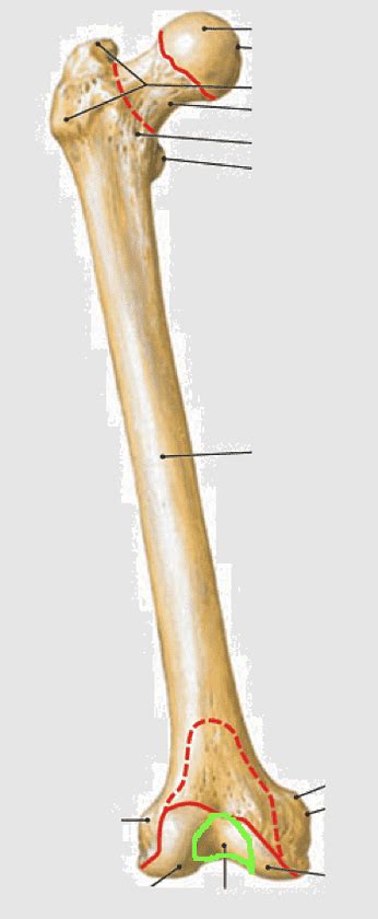 Third Trochanter, body Of Femur, Femur Bone, Linea aspera, lateral Epicondyle Of The Humerus ...