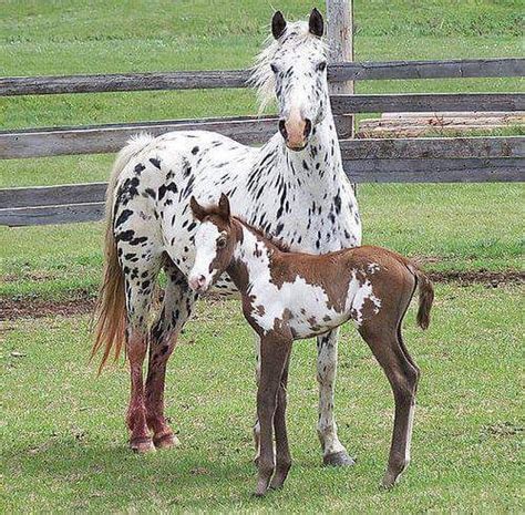 1000+ images about ♡ Horse Foaling ♡ on Pinterest | Seasons, Third baby ...