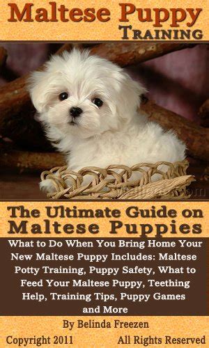 Maltese Puppy Training: The Ultimate Guide on Maltese Puppies, What to ...