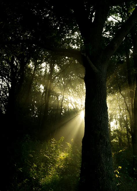 Sunray Through Trees · Free Stock Photo