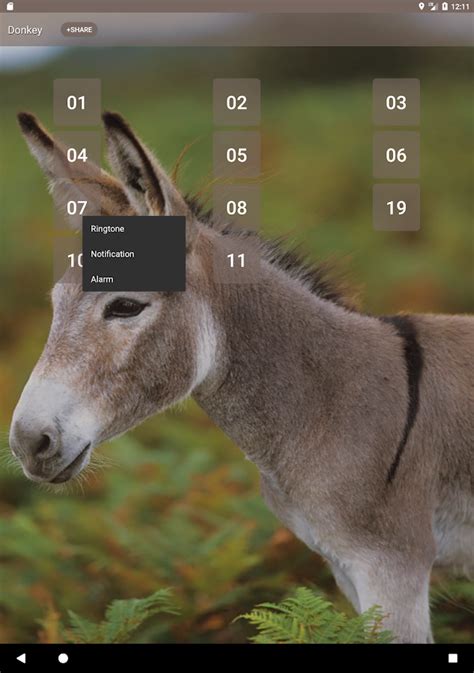 Donkey sounds - Android Apps on Google Play