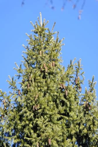 Picea smithiana 070715-2799 | Mount Tomah, New South Wales -… | Flickr