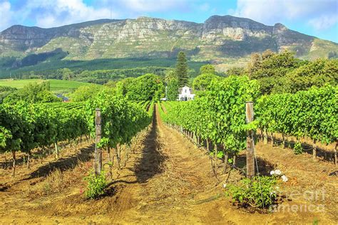 Stellenbosch Wine Route Photograph by Benny Marty - Fine Art America