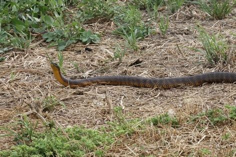 10 Deadly Venomous Snakes Of Australia - Snake Radar