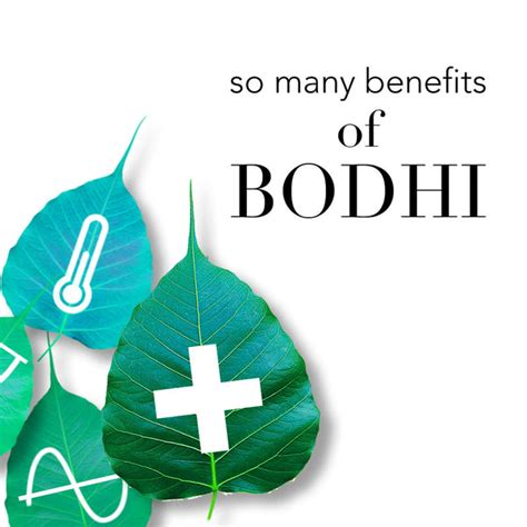 So Many Benefits of Bodhi – ANJALI MD