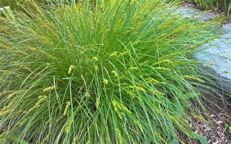 Fox Sedge - Landscape Design, Installation, Maintenance and Native ...