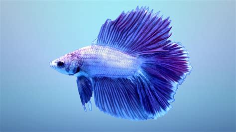 Betta Fish Wallpapers HD | PixelsTalk.Net