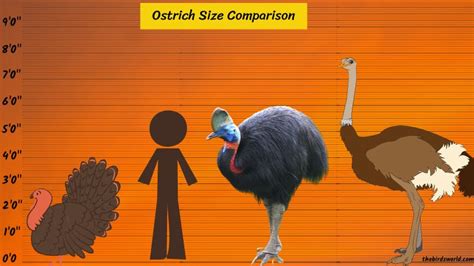 Ostrich Size Explained: Compared With Human, Emu, Turkey