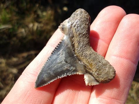 Super Crisp Auriculatus Shark Tooth | Shark | FOSSILS | Prehistoric Florida