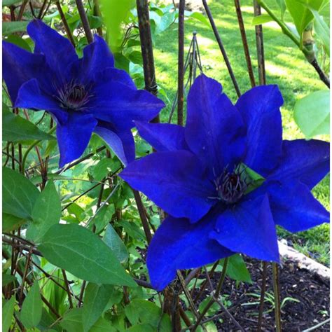 Pin by Genny Mulkey on Clematis is a beautiful flower! | Blue flowers ...