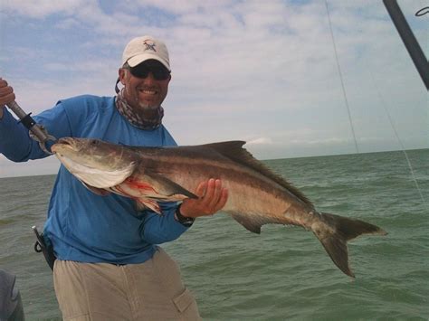 Flamingo Florida Everglades Cobia - Flats Fishing Guide and Charter Service Miami, FL