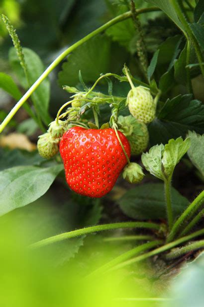Red Strawberry Free Stock Photo - Public Domain Pictures