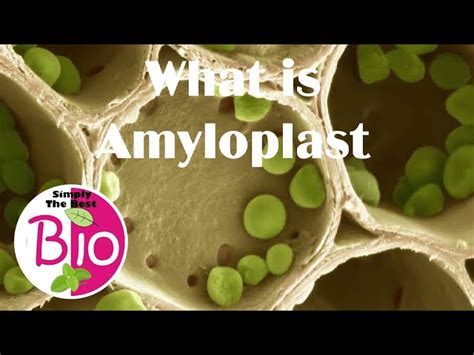 Amyloplast Structure