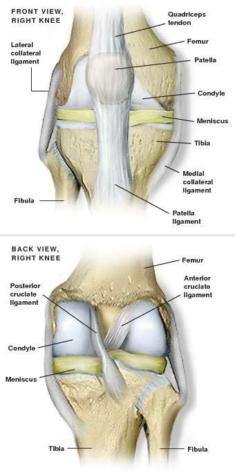 Lidiar con Fabricación Ligadura anatomy of the left knee diagram Desafío Serena Alexander Graham ...