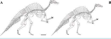 Ouranosaurus Skeleton