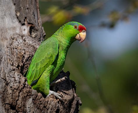 Red-crowned Parrot - Owen Deutsch Photography