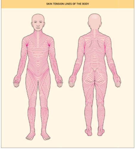 Dermatologic Surgery - surgical anatomy - novice Flashcards | Quizlet