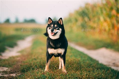 Black And Tan Shiba Inu Dog Outdoor In Countryside Road. Stock Photo by Grigory_bruev