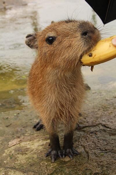 Sign in to Twitter | Capybara, Silly animals, Cute funny animals