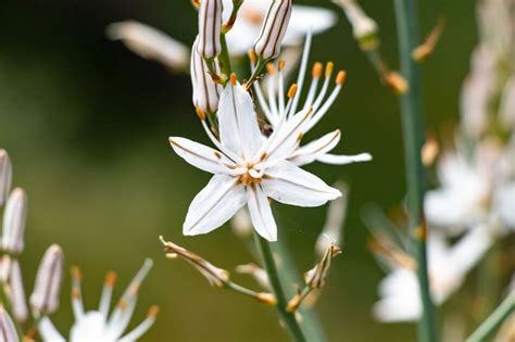 Asphodel Flower Meaning